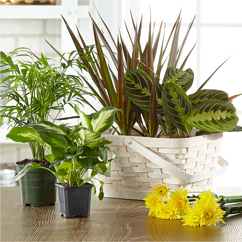 Florist Designed Blooming and Green Plants in a Basket – GOOSEBERRIES FLOWER SHOP BY BERKOT'S, Twin Lakes WI