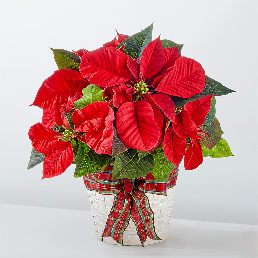 Happiest Holidays Poinsettia – GOOSEBERRIES FLOWER SHOP BY BERKOT'S, Twin Lakes WI