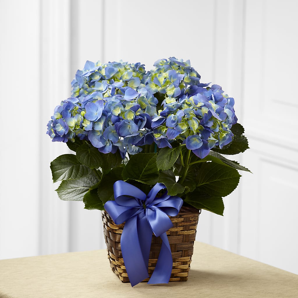 Blue Hydrangea Planter – GOOSEBERRIES FLOWER SHOP BY BERKOT'S, Twin Lakes WI