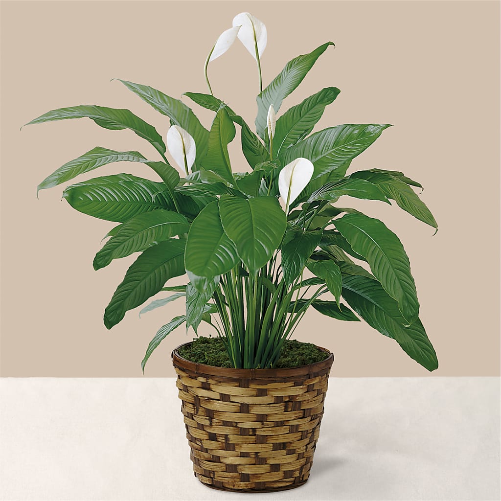 Tranquil Moments Peace Lily Plant – GOOSEBERRIES FLOWER SHOP BY BERKOT'S, Twin Lakes WI