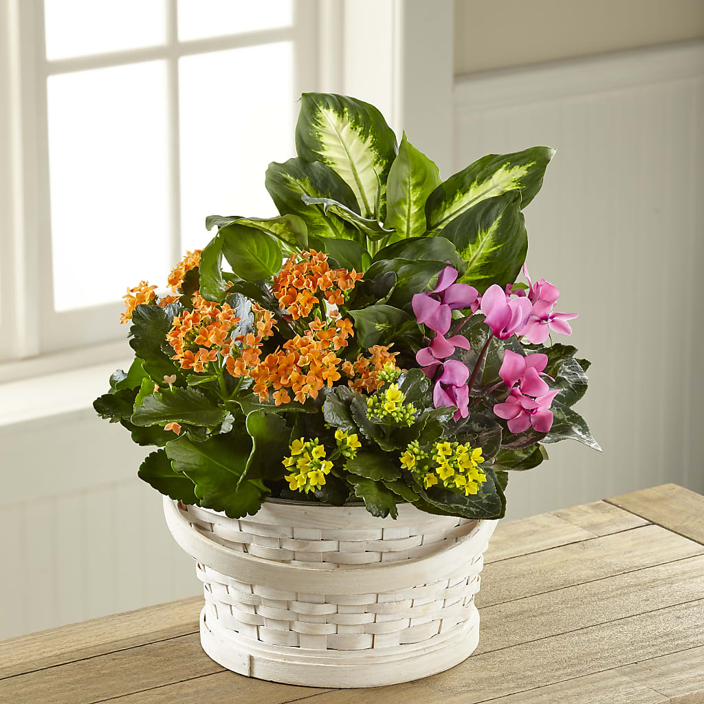 Color Crush Dishgarden – GOOSEBERRIES FLOWER SHOP BY BERKOT'S, Twin Lakes WI