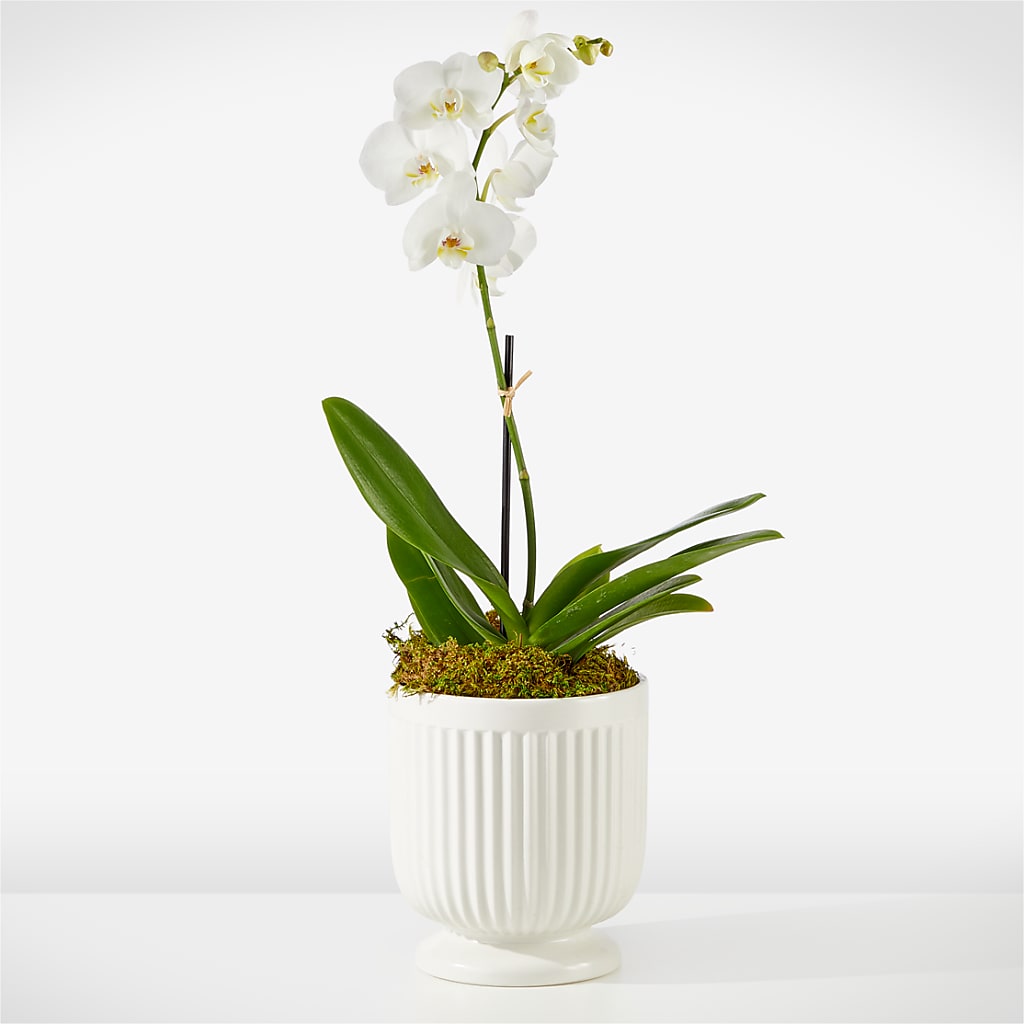 Whispering White Orchid – GOOSEBERRIES FLOWER SHOP BY BERKOT'S, Twin Lakes WI