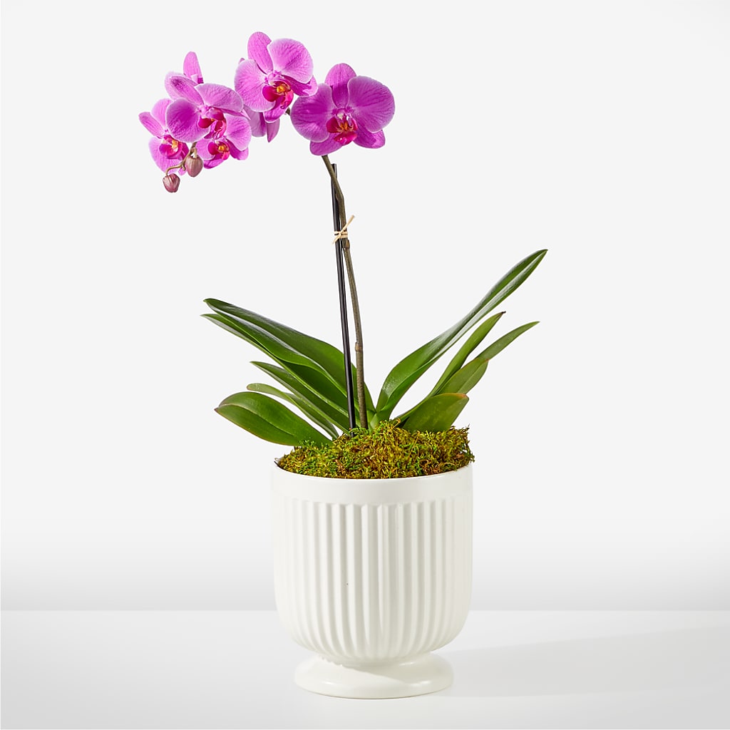 Friendly Fuchsia Orchid – GOOSEBERRIES FLOWER SHOP BY BERKOT'S, Twin Lakes WI
