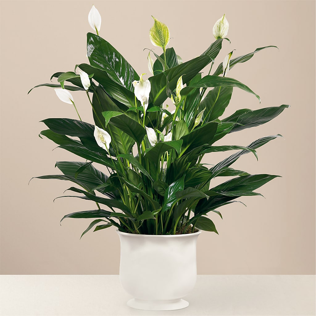 Comfort Planter – GOOSEBERRIES FLOWER SHOP BY BERKOT'S, Twin Lakes WI