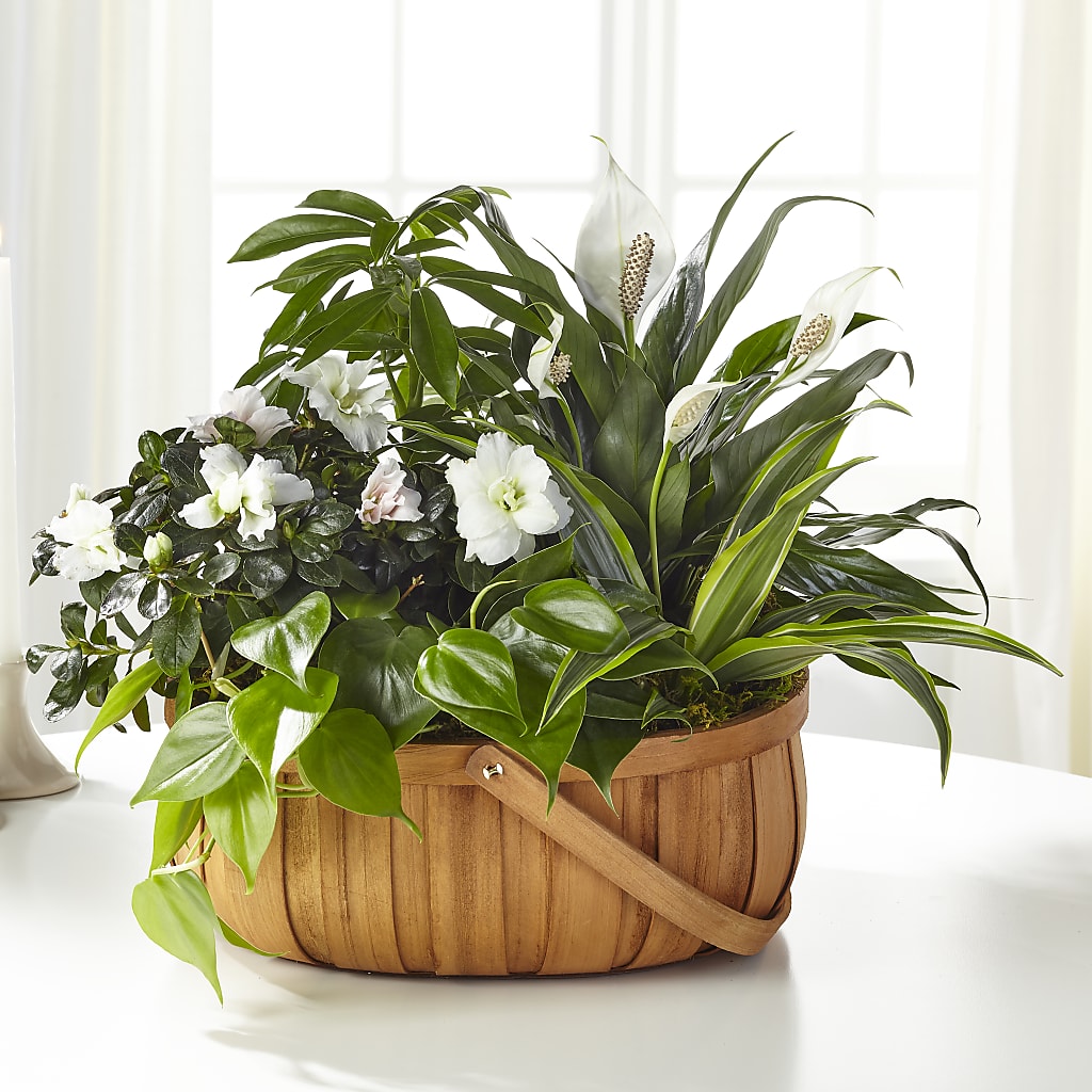 Serene Dishgarden – GOOSEBERRIES FLOWER SHOP BY BERKOT'S, Twin Lakes WI