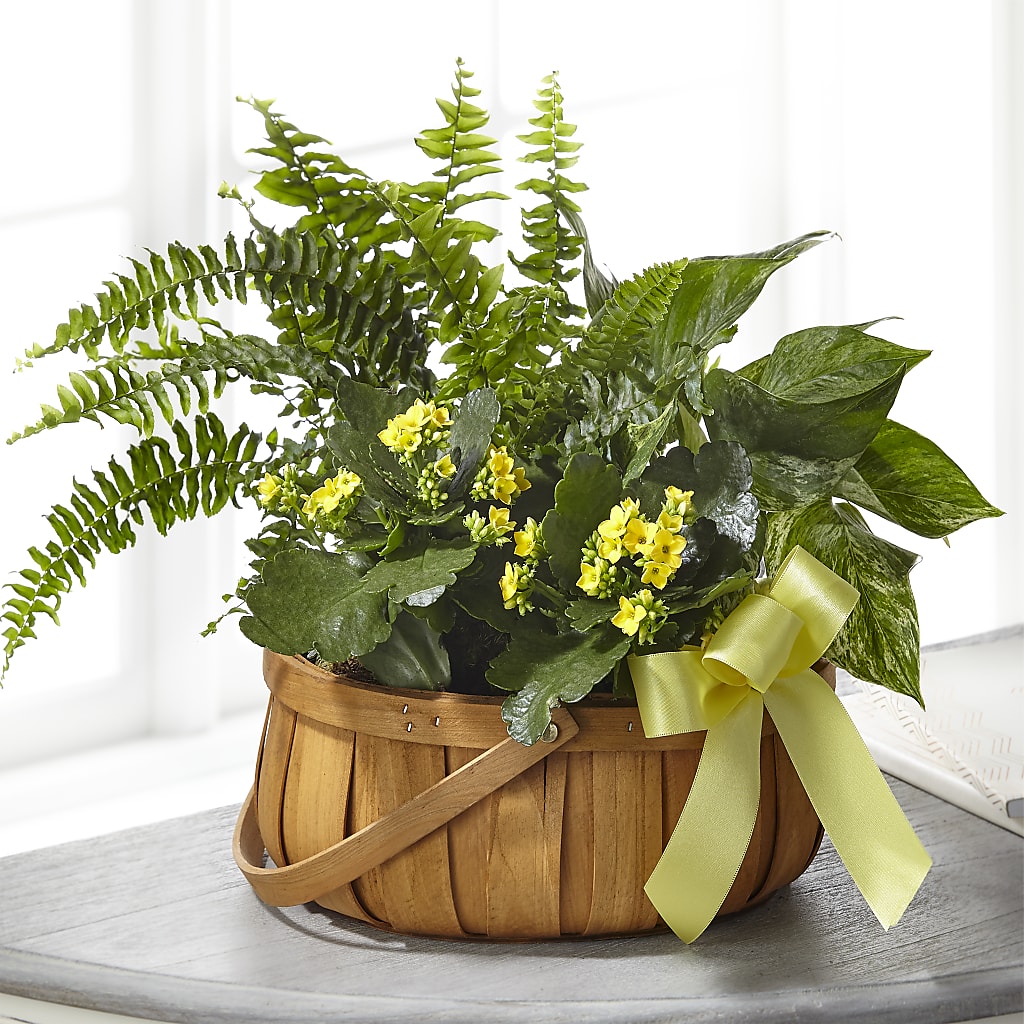 Always Dear Dishgarden – GOOSEBERRIES FLOWER SHOP BY BERKOT'S, Twin Lakes WI