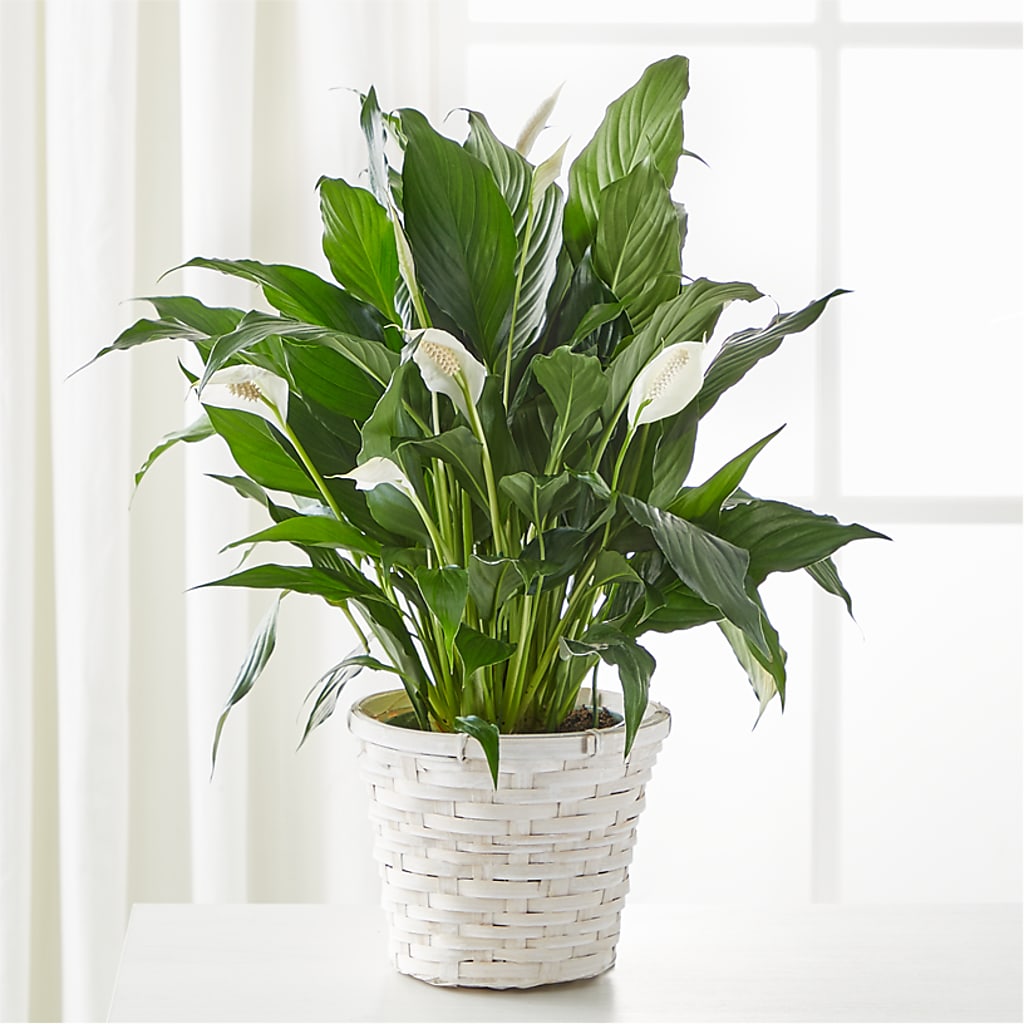 A New Leaf Peace Lily – GOOSEBERRIES FLOWER SHOP BY BERKOT'S, Twin Lakes WI