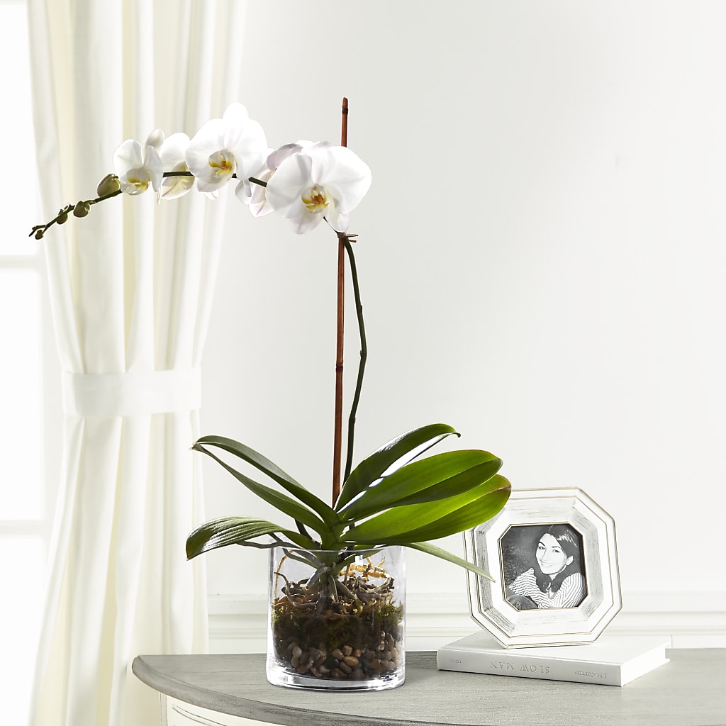 White Orchid Planter – GOOSEBERRIES FLOWER SHOP BY BERKOT'S, Twin Lakes WI