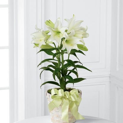 Easter Lily Plant – GOOSEBERRIES FLOWER SHOP BY BERKOT'S, Twin Lakes WI