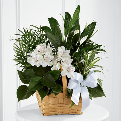 Peace & Serenity Dishgarden – GOOSEBERRIES FLOWER SHOP BY BERKOT'S, Twin Lakes WI