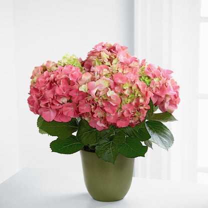 Pink Hydrangea Planter – GOOSEBERRIES FLOWER SHOP BY BERKOT'S, Twin Lakes WI