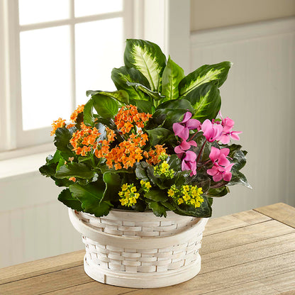 Color Crush Dishgarden – GOOSEBERRIES FLOWER SHOP BY BERKOT'S, Twin Lakes WI