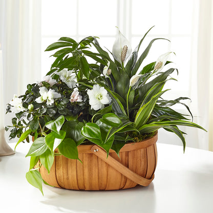 Serene Dishgarden – GOOSEBERRIES FLOWER SHOP BY BERKOT'S, Twin Lakes WI