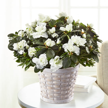 White Azalea Plant – GOOSEBERRIES FLOWER SHOP BY BERKOT'S, Twin Lakes WI