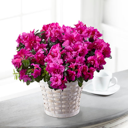 Hope & Serenity Azalea Plant – GOOSEBERRIES FLOWER SHOP BY BERKOT'S, Twin Lakes WI