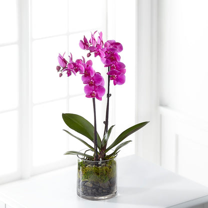 Pink Orchid Plant – GOOSEBERRIES FLOWER SHOP BY BERKOT'S, Twin Lakes WI