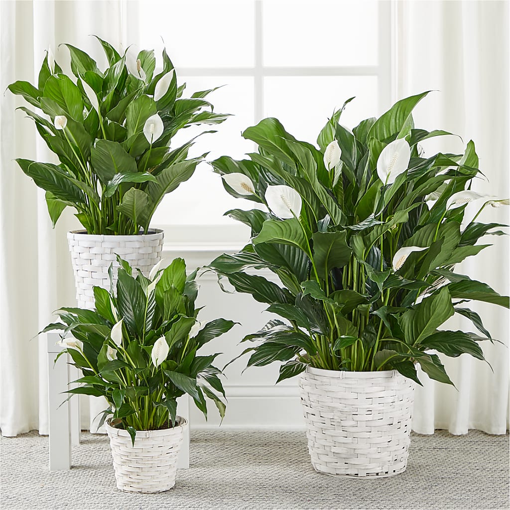 A New Leaf Peace Lily – GOOSEBERRIES FLOWER SHOP BY BERKOT'S, Twin Lakes WI
