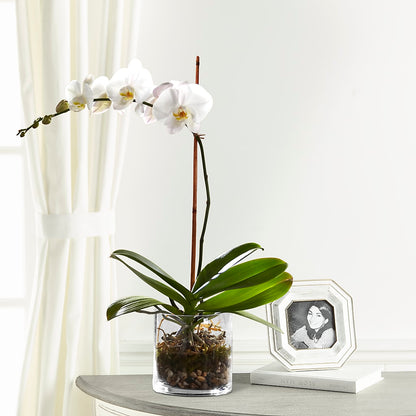 White Orchid Planter – GOOSEBERRIES FLOWER SHOP BY BERKOT'S, Twin Lakes WI