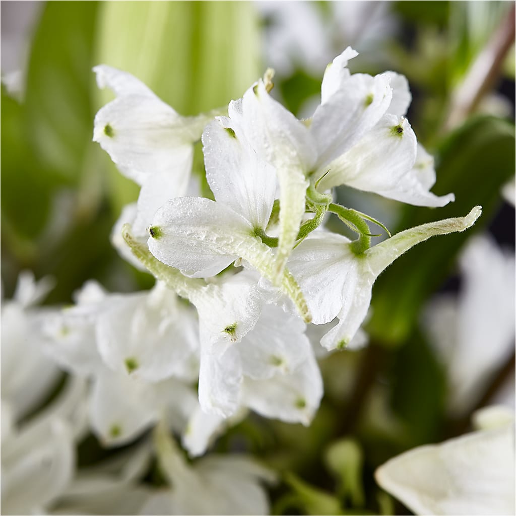 Classic Ivory – A Florist Original – GOOSEBERRIES FLOWER SHOP BY BERKOT'S, Twin Lakes WI